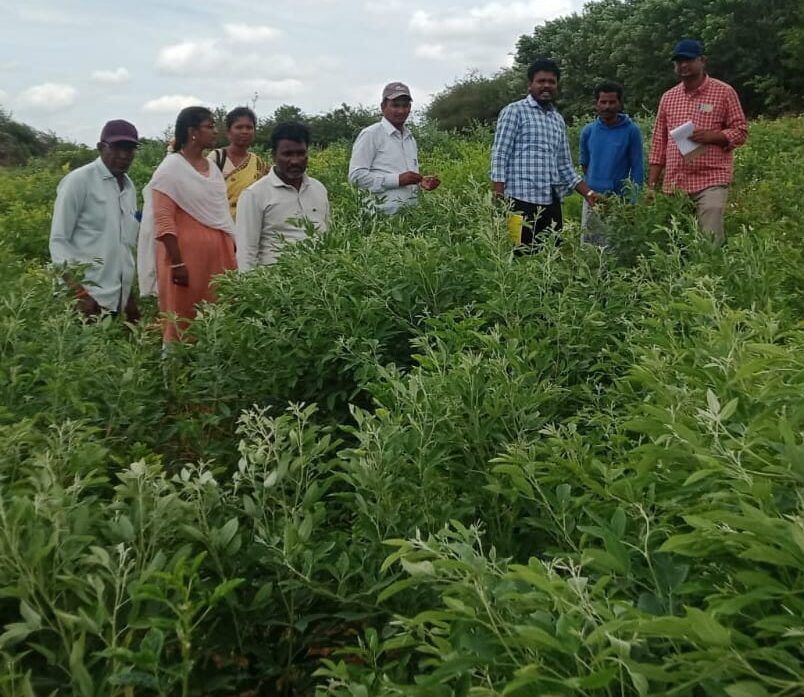ఉదిరిపికొండ గ్రామంలో, పి ఎం డి ఎస్ పంట పొలాల క్షేత్ర స్థాయి పరిశీలన.